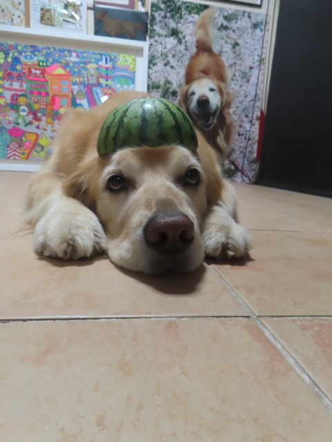 ファイル 8966-3.jpg