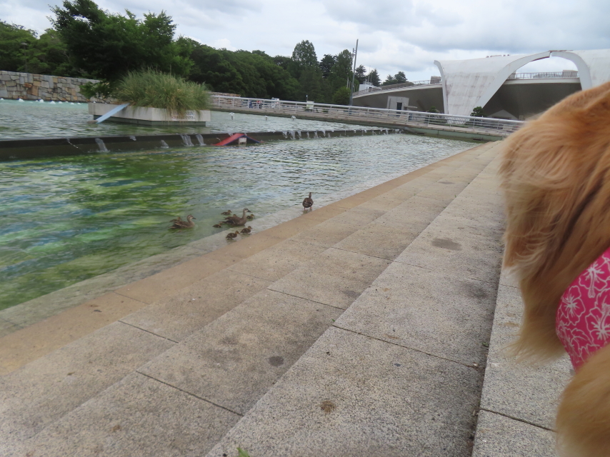 ファイル 8970-1.jpg