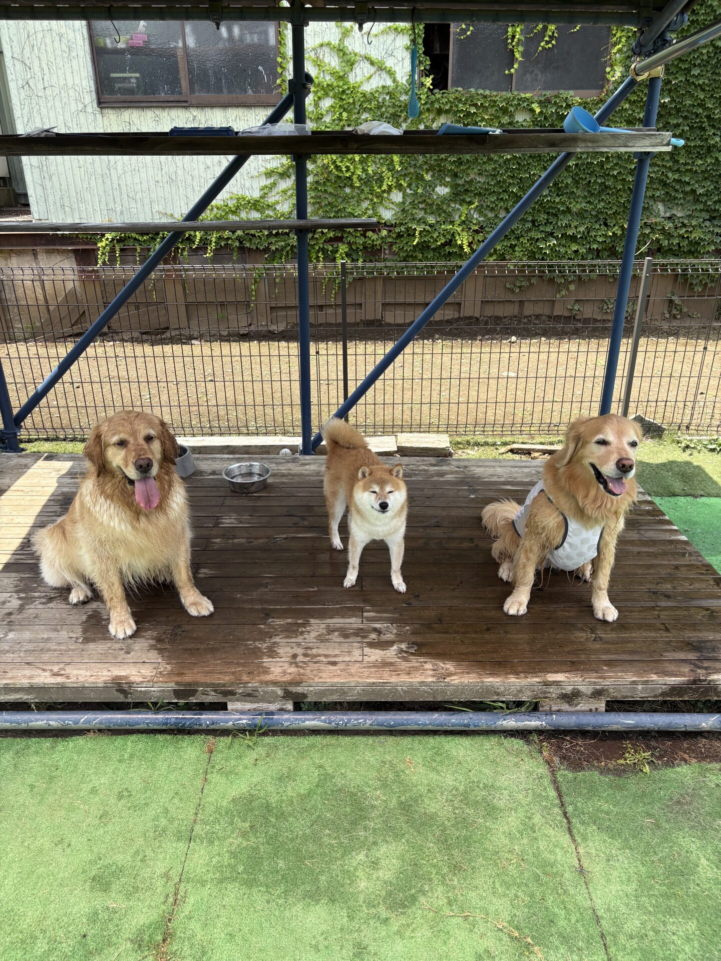 ファイル 8972-4.jpeg