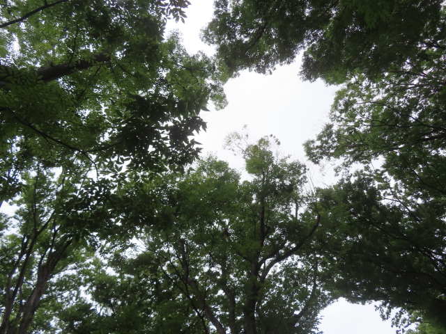 ファイル 8979-2.jpg