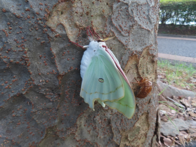 ファイル 8987-1.jpg