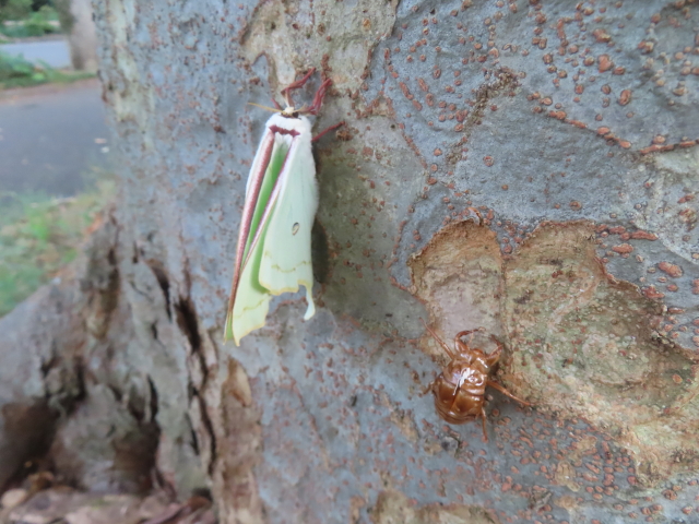 ファイル 8987-2.jpg