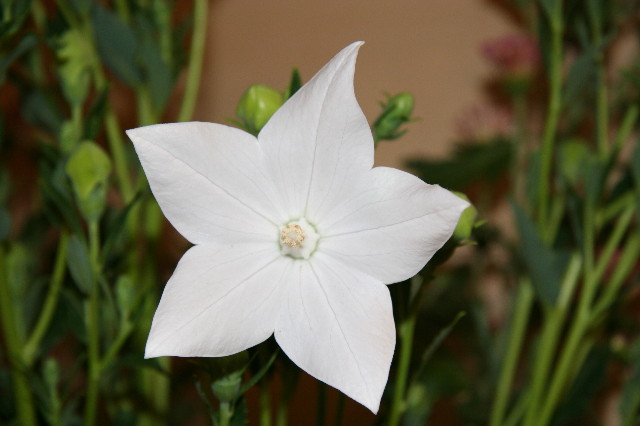 ファイル 899-5.jpg