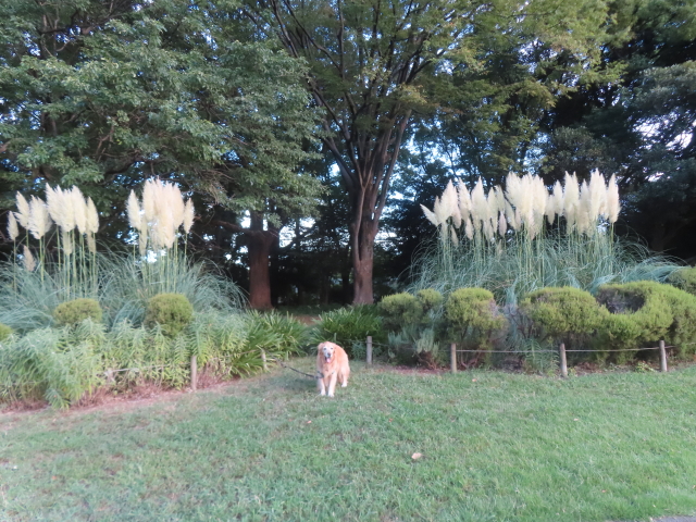 ファイル 8993-1.jpg