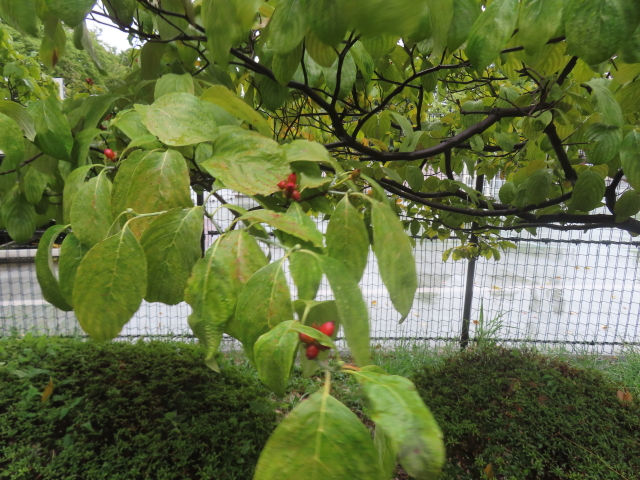 ファイル 8993-4.jpg