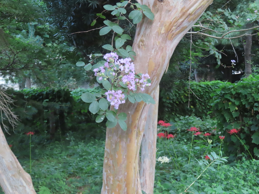 ファイル 8998-2.jpg