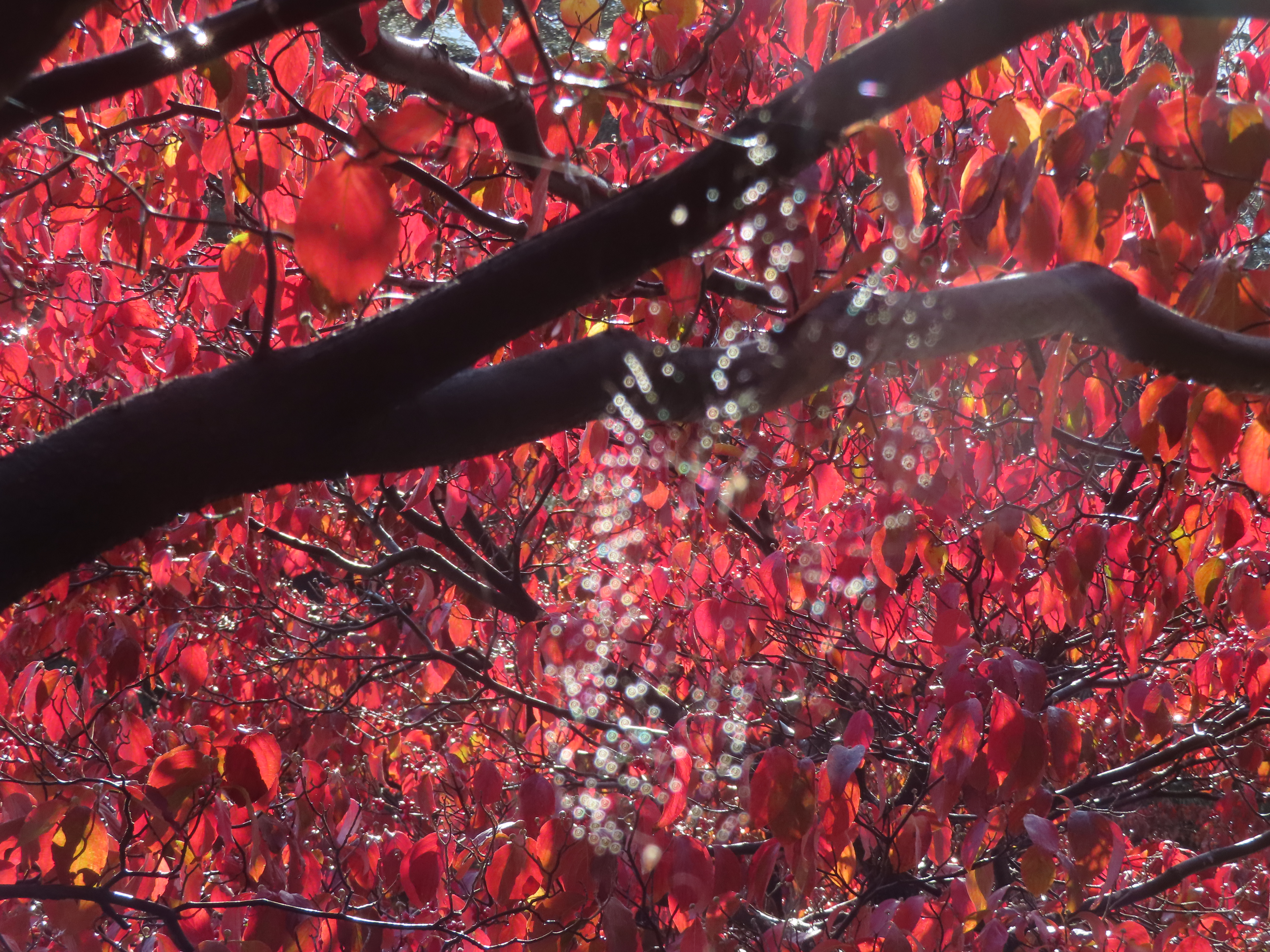 ファイル 9015-1.jpg