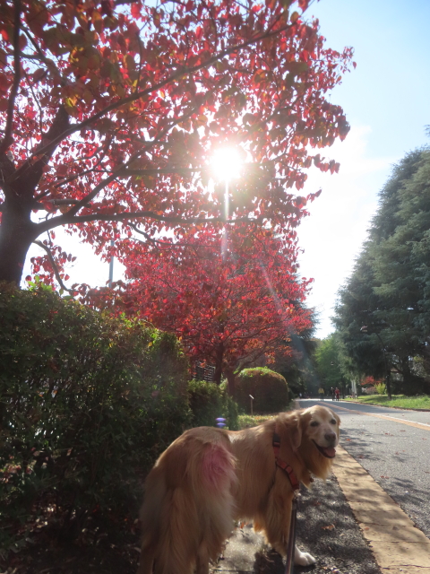 ファイル 9016-3.jpg