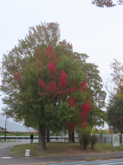 ファイル 9016-5.jpg