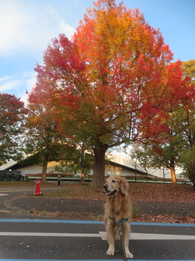 ファイル 9018-1.jpg