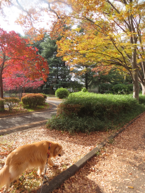 ファイル 9020-1.jpg