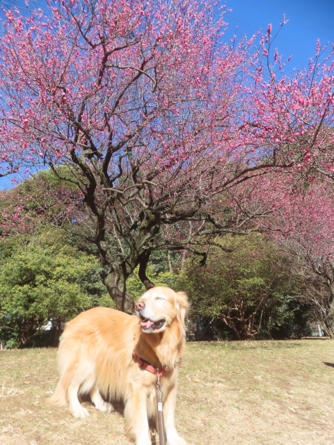 ファイル 9038-4.jpg