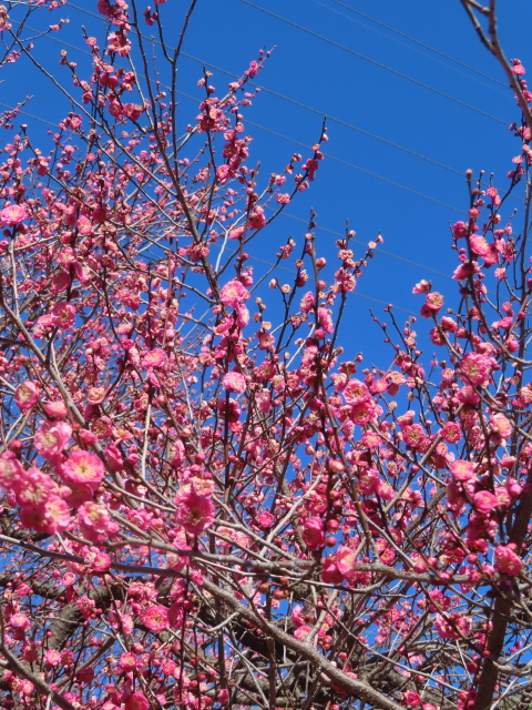 ファイル 9039-4.jpg