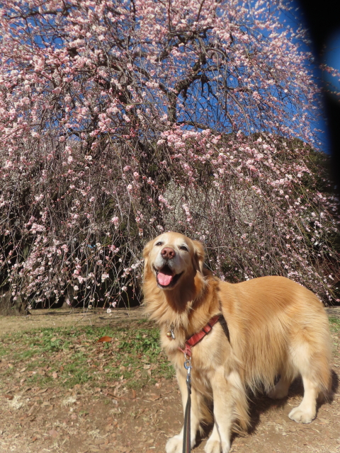 ファイル 9043-1.jpg