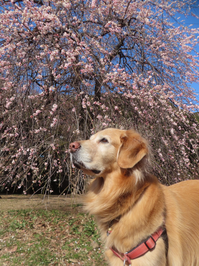 ファイル 9045-5.jpg