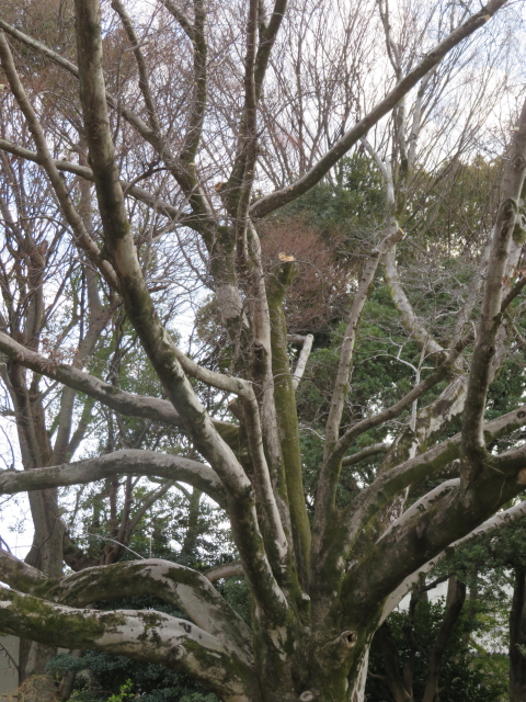 ファイル 9052-3.jpg