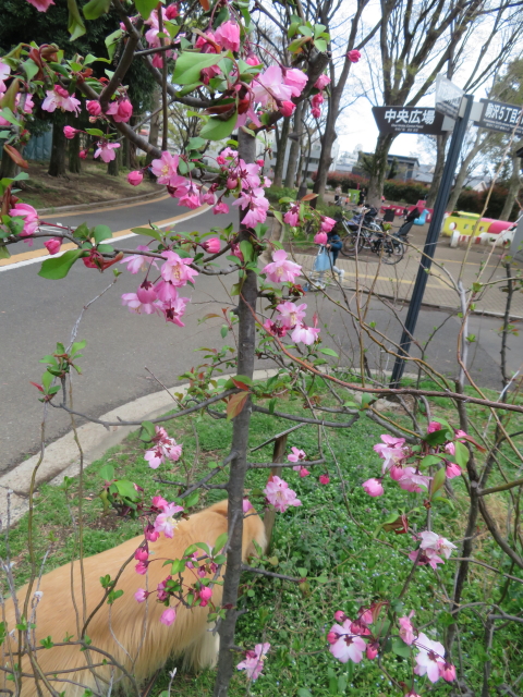 ファイル 9059-5.jpg