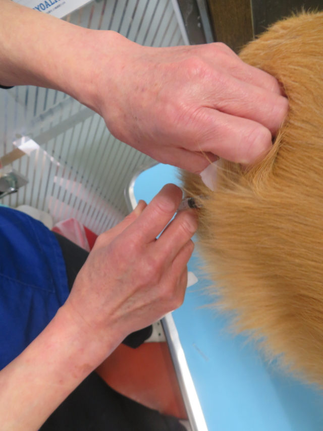 ファイル 9065-4.jpg