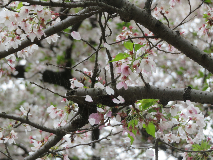 ファイル 9066-5.jpg