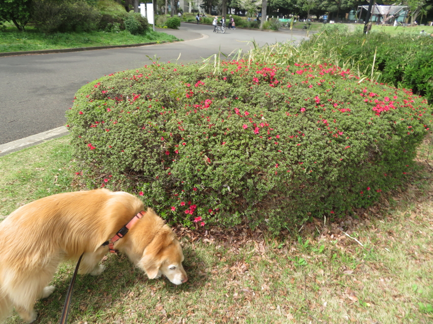 ファイル 9068-4.jpg