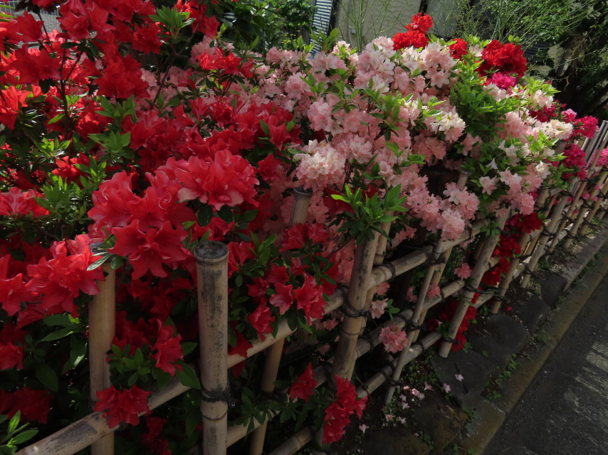 ファイル 9078-4.jpg