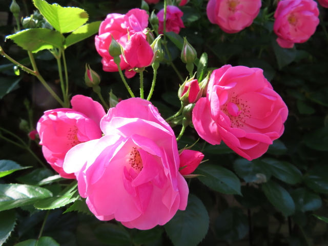 ファイル 9083-5.jpg