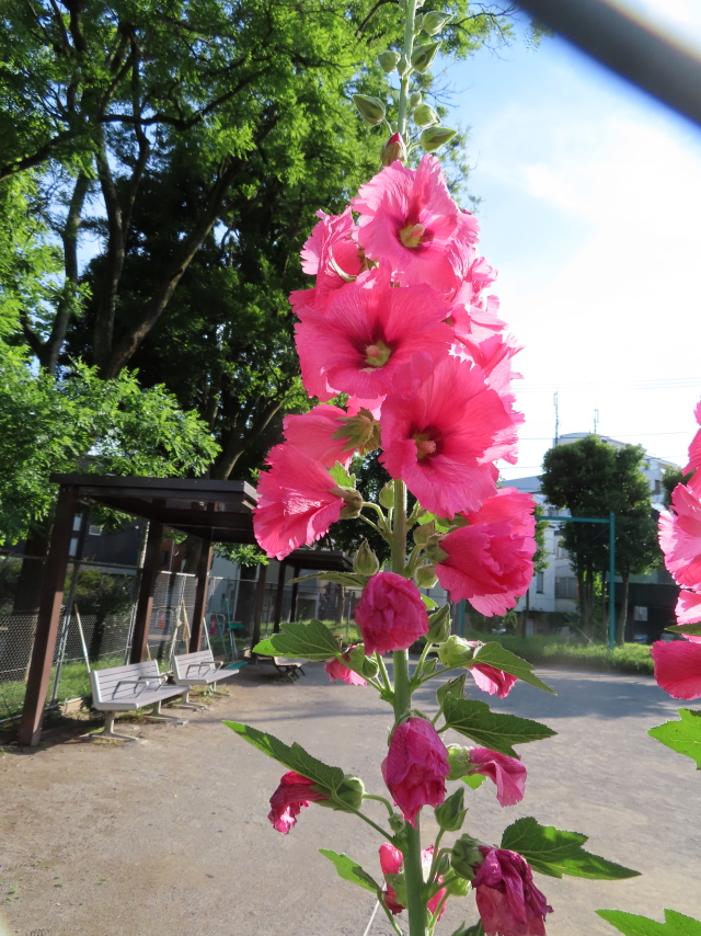 ファイル 9093-1.jpg
