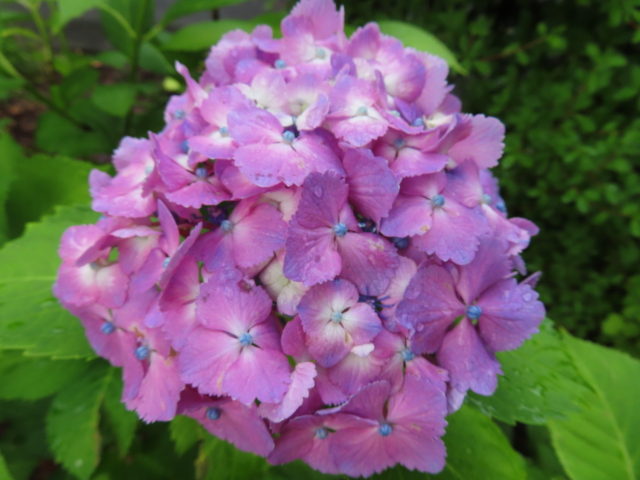 ファイル 9095-1.jpg