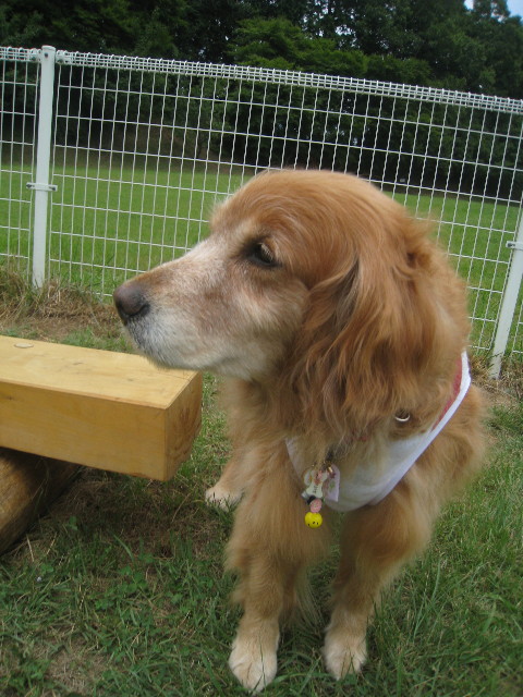 ファイル 918-5.jpg