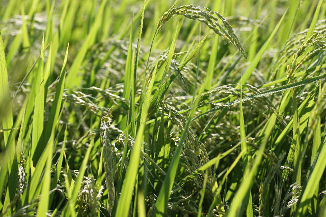 ファイル 927-3.jpg