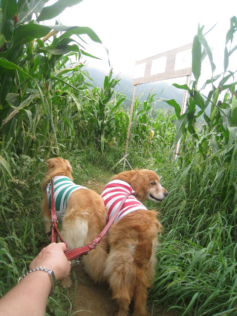 ファイル 928-4.jpg