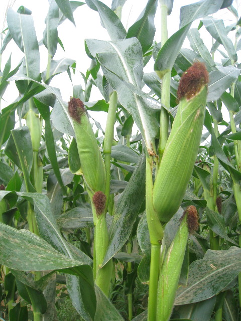 ファイル 928-5.jpg