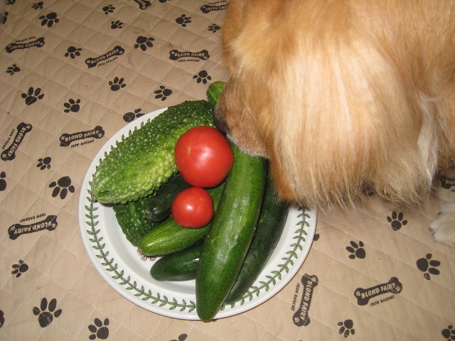 ファイル 929-1.jpg