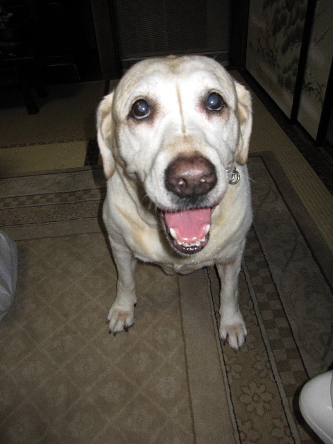 ファイル 984-5.jpg