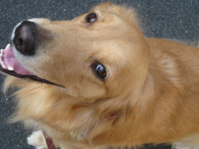 ファイル 992-1.jpg