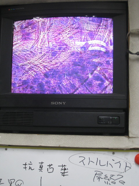 ファイル 992-2.jpg