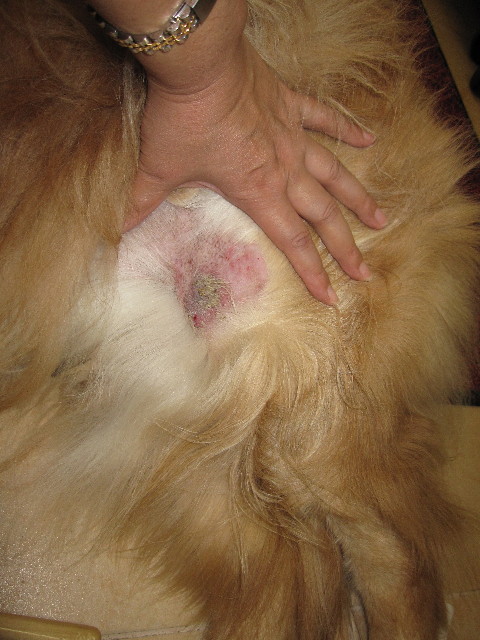 ファイル 993-1.jpg