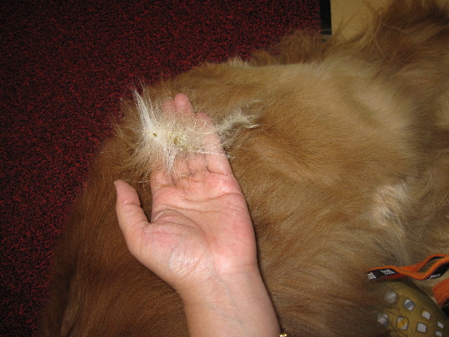 ファイル 993-2.jpg