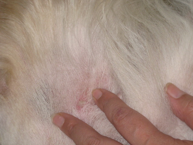 ファイル 993-3.jpg