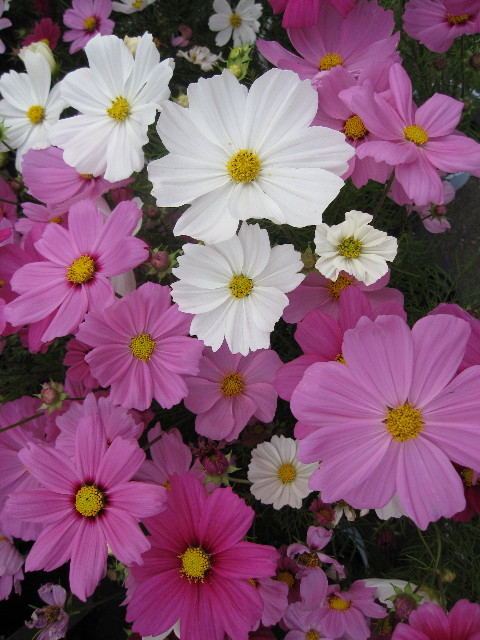 ファイル 996-1.jpg